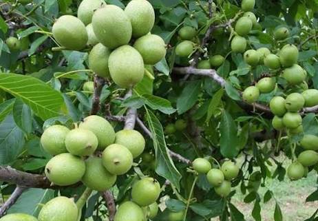 walnut orchard