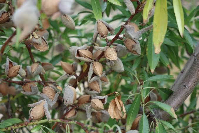 almond orchard